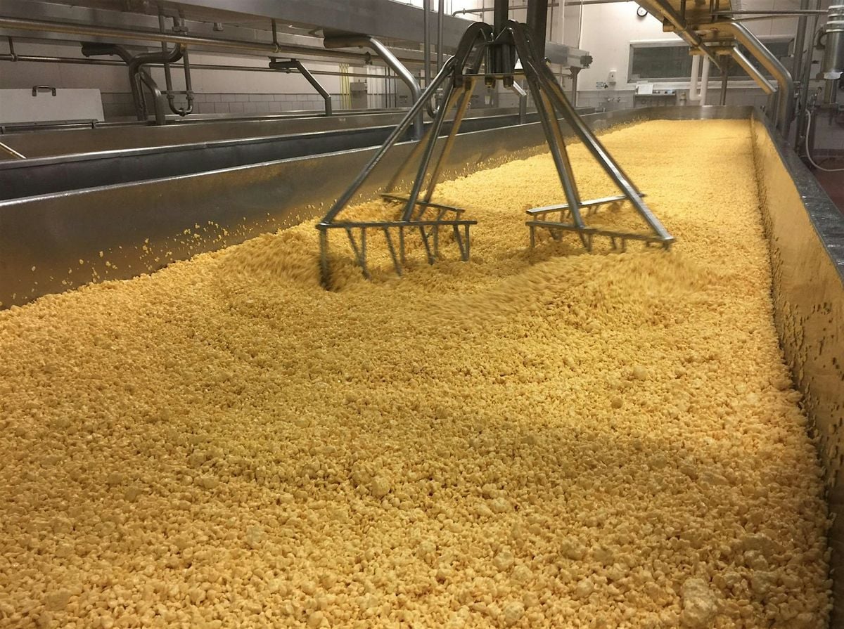 Petaluma Creamery Factor Tour