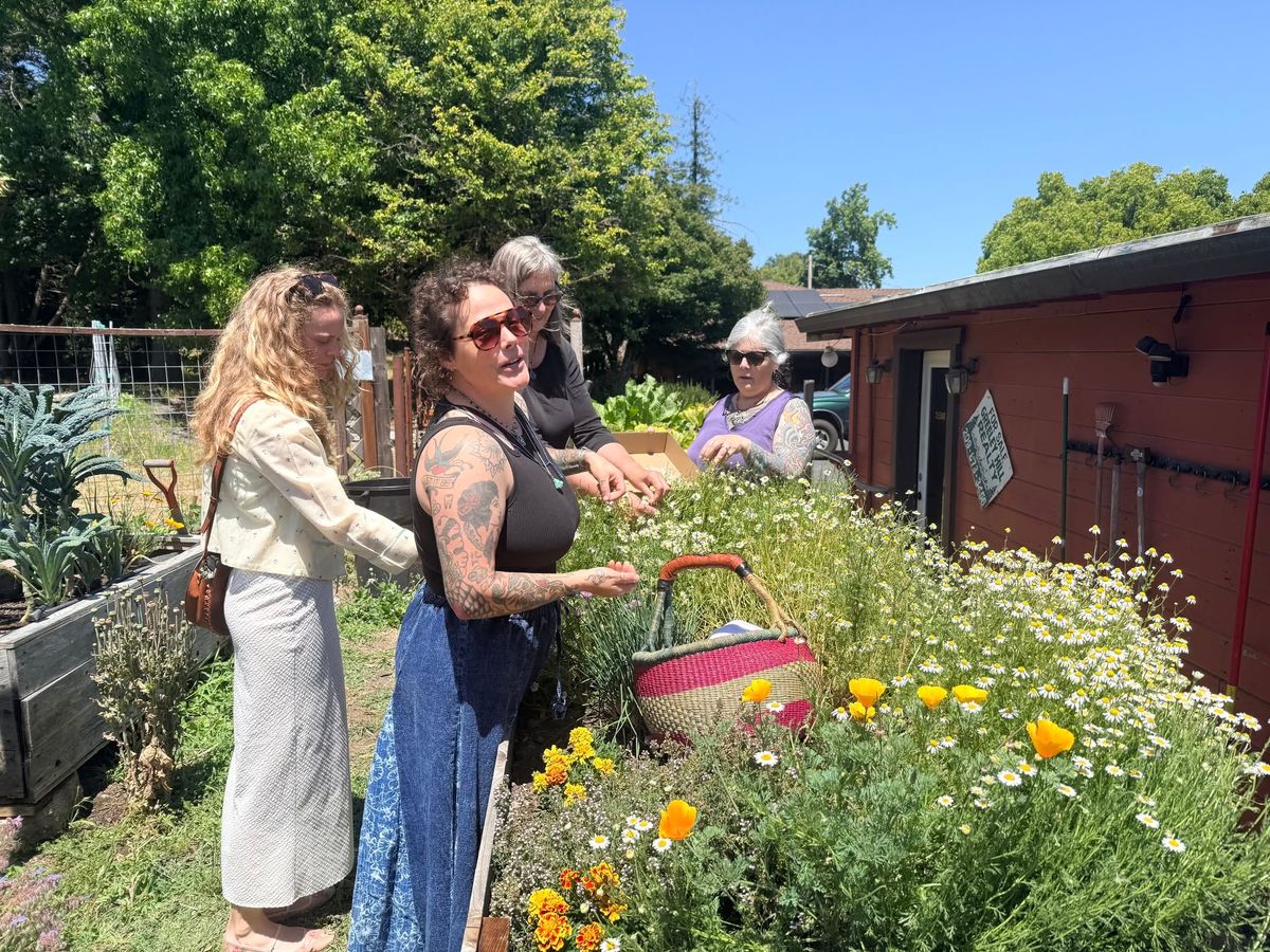 Foundations In Western Herbalism – A 9-Month Comprehensive Program