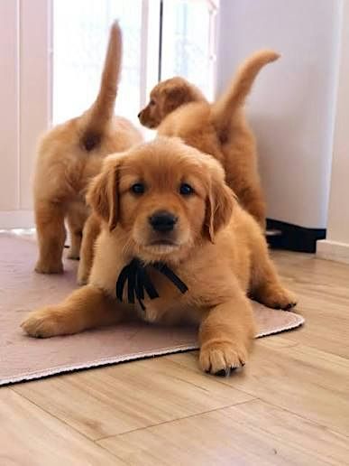 Puppies & Pilates