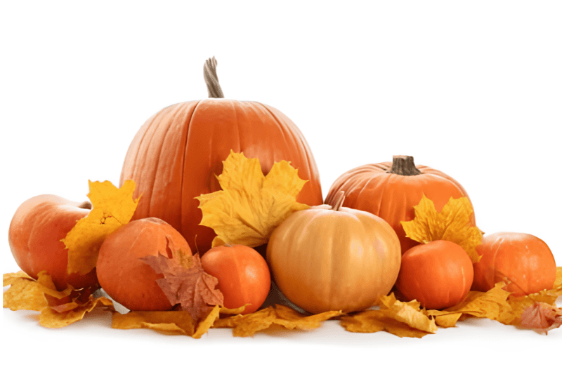Spring Hill Halloween Market