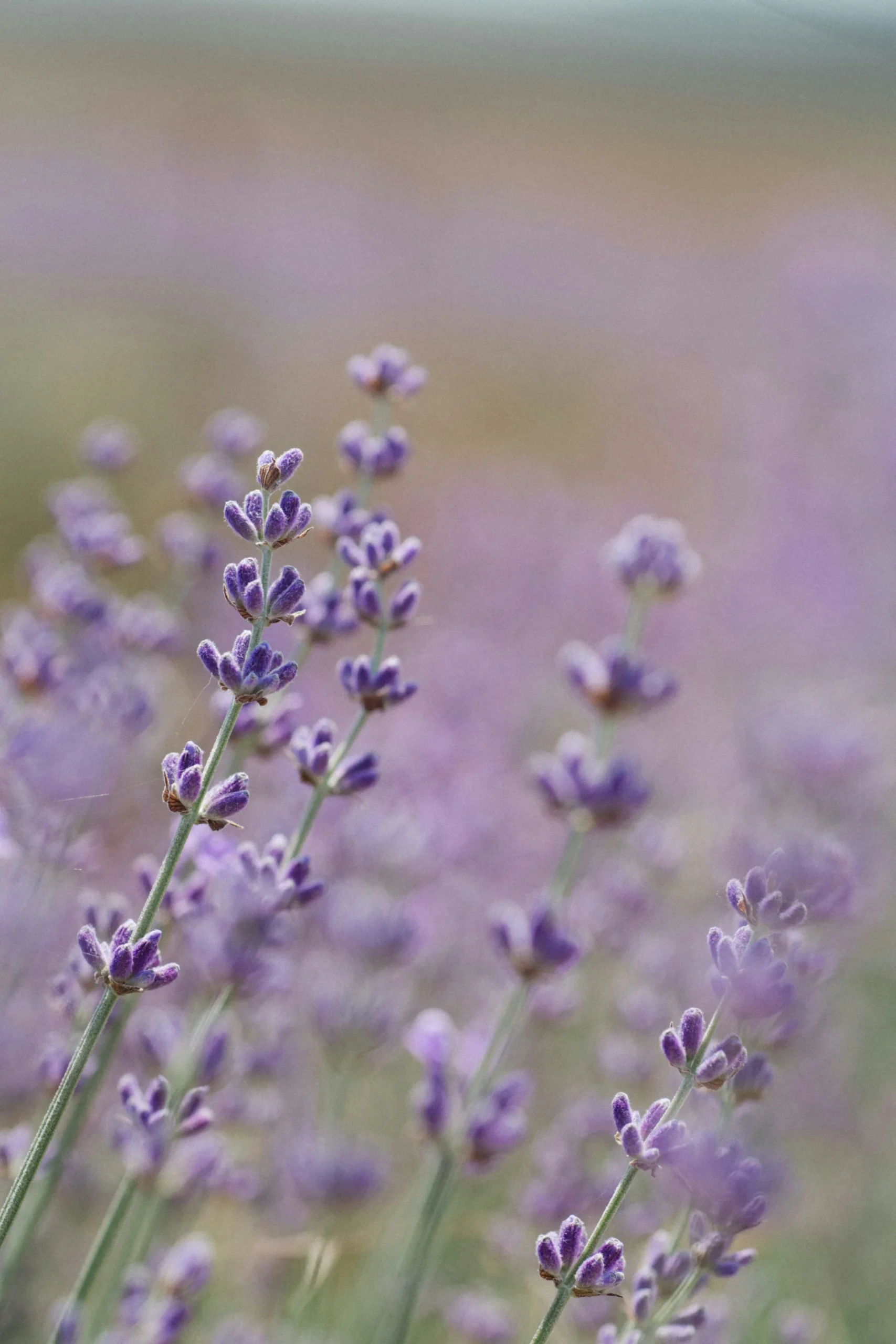 The Art of Lavender Workshop