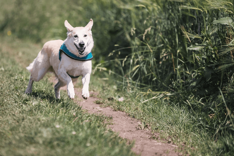 Rocky Memorial Dog Park