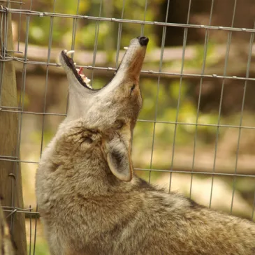 Sonoma County Wildlife Rescue photo 3