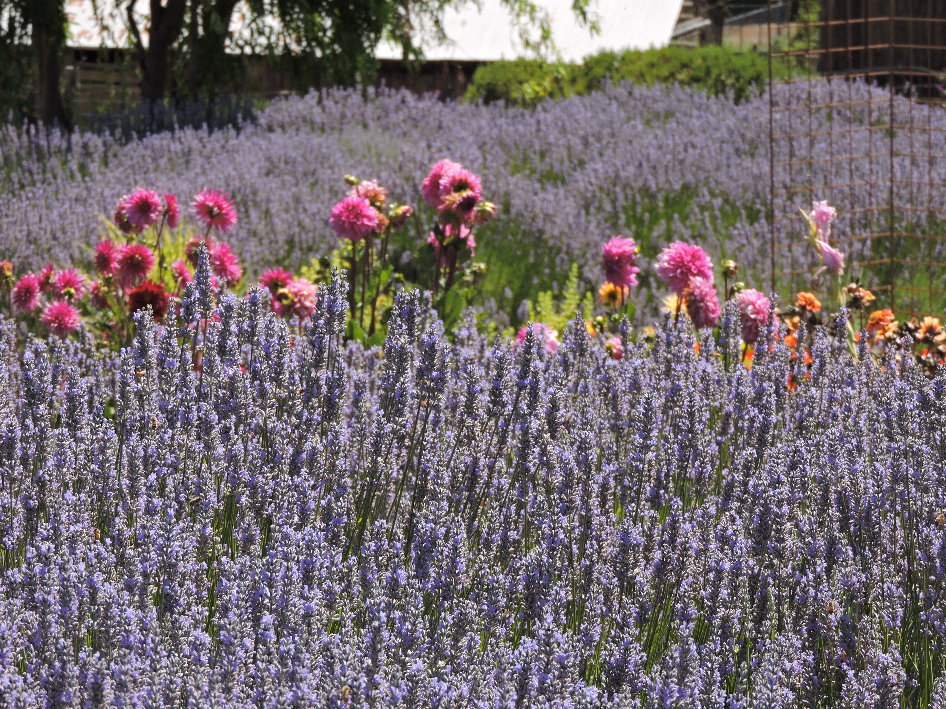 Lavender Bee Farm photo 2