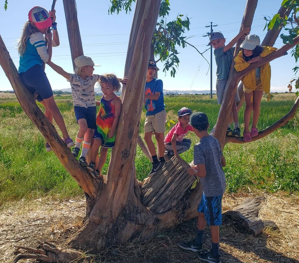 Green Heron Nature Camp