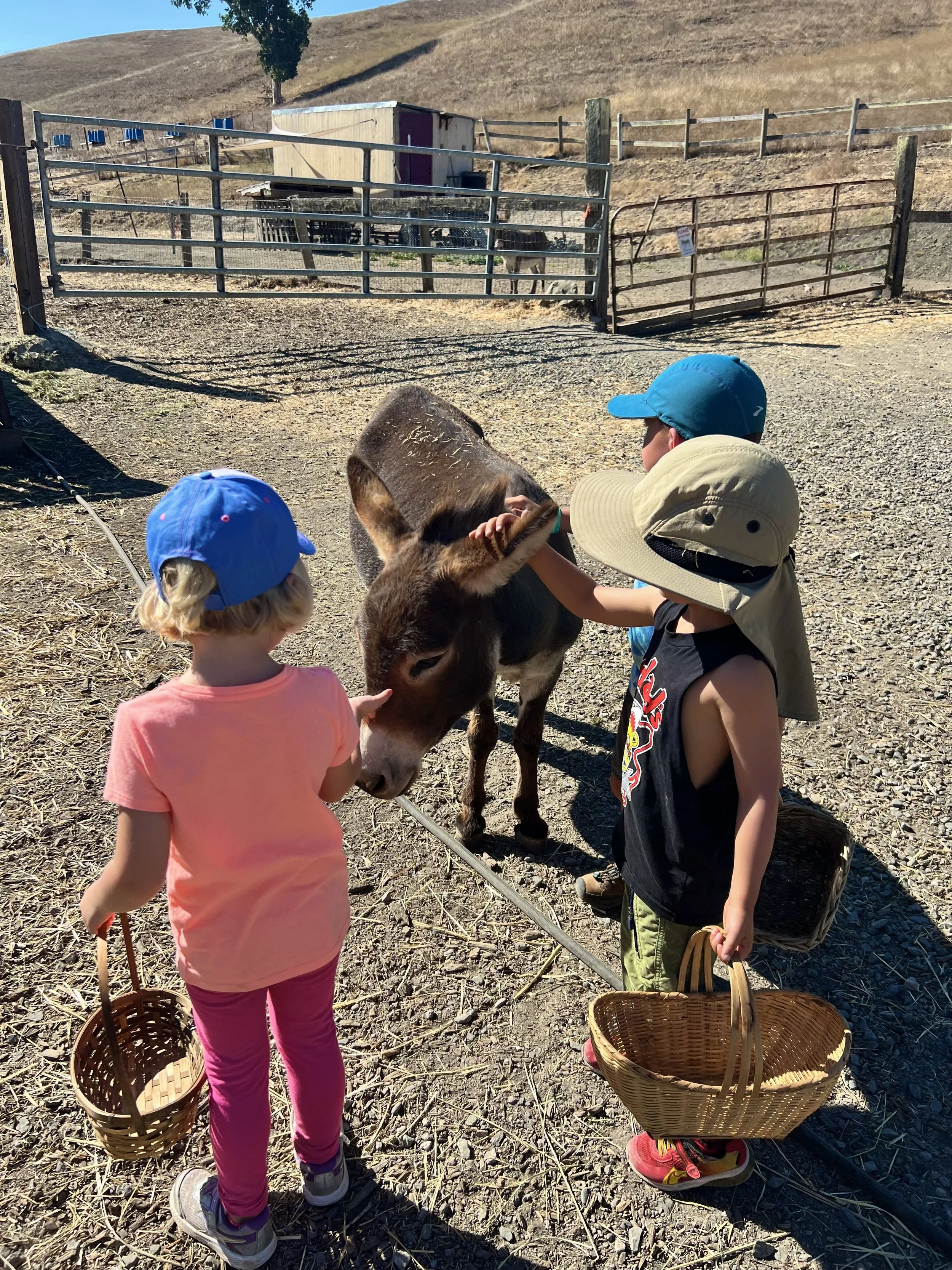 Vilda Petaluma Ranch Camp